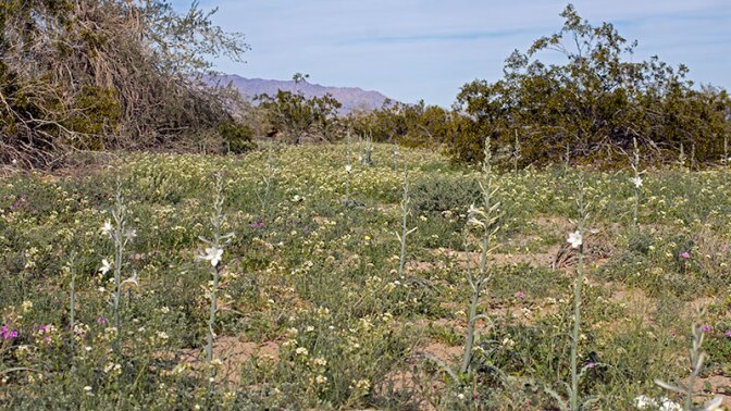 Desert lilies rise through a carpet of verbena, popcorn flower, and other blossoms at the Desert Lily Sanctuary | Photo: Chris Clarke