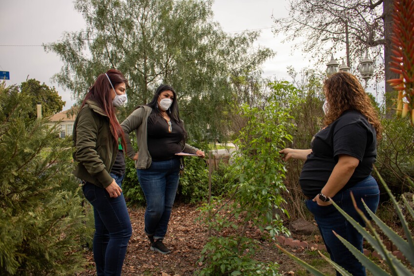 Three woman stand around a short green bush. They're all wearing face masks. The woman in the center is holding a clipboard.