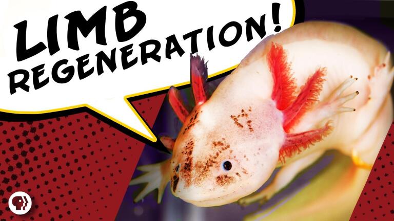 This Salamander Can Regrow Limbs Like Deadpool