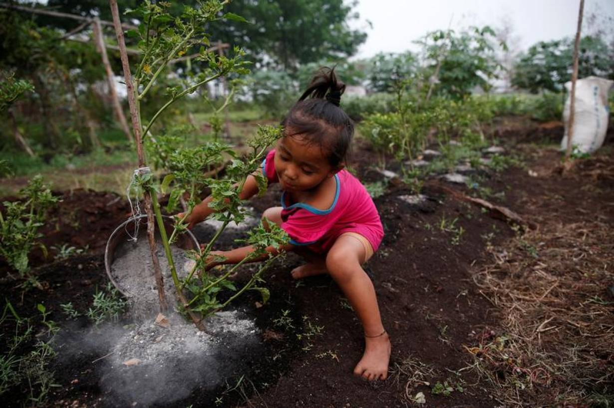 Raniatil Wada, a 3-year-old girl, pours ash from burnt trees and peatland soil onto a chilli plant as she helps her father at Sebangau district in Palangka Raya, Central Kalimantan province, Indonesia, September 18, 2019. | REUTERS/Willy Kurniawan