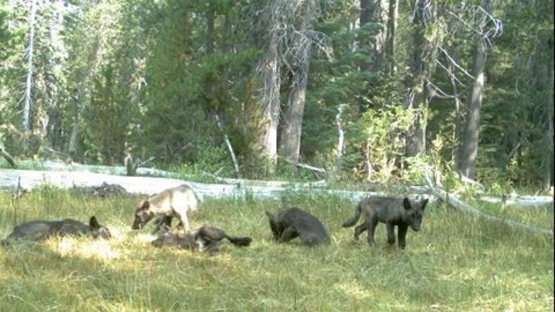The Shasta Pack, first wolf pack in California in nearly a century, in the early days | Photo: CDFW