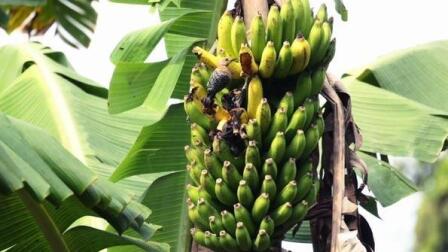 Balancing Costa Rica's Farming With Preservation with Nature