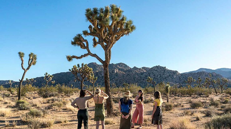 the joshua tree myth mutualism and survey