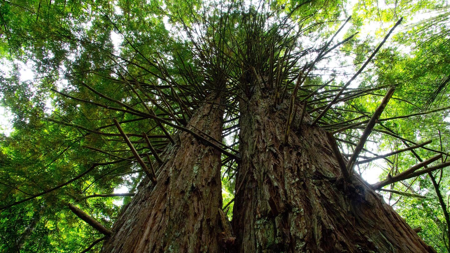 cathedral tree trail