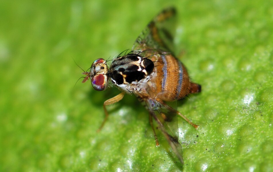 Closeup of a Mediterranean Fruit Fly