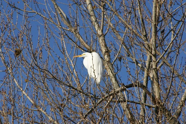 Great Egret