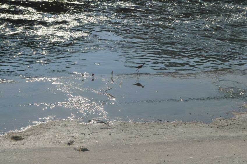 Black-necked stilt wading in the L.A. River. | Megan Sanborn