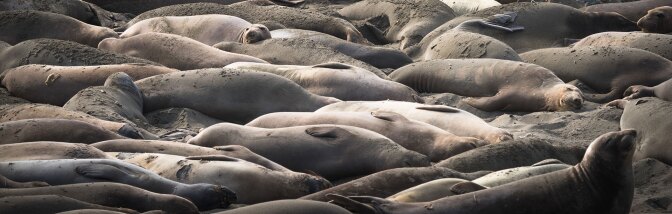 Sea lions at Piedras Blancas