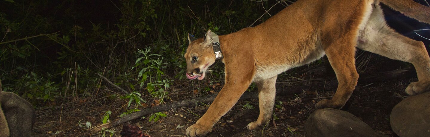 puma P-39