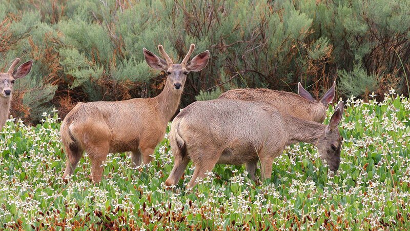 Mule deer in yerba mansa