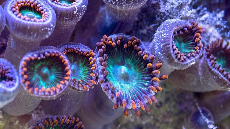 Reef Rescue Preview