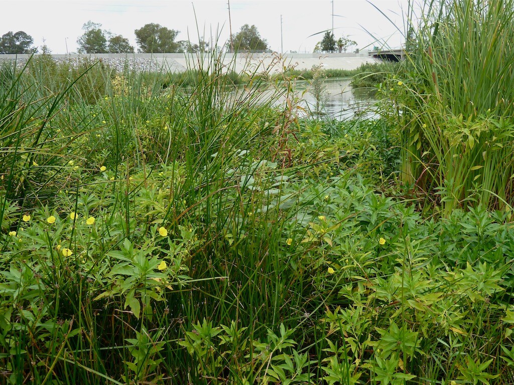marshplants_willowst.jpg