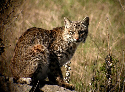 bobcat-3-18-15-thumb-630x463-89748