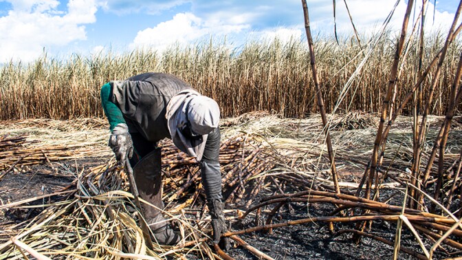 Working a burned cane field in Piracicaba, Brazil | Photo: iStockPhoto