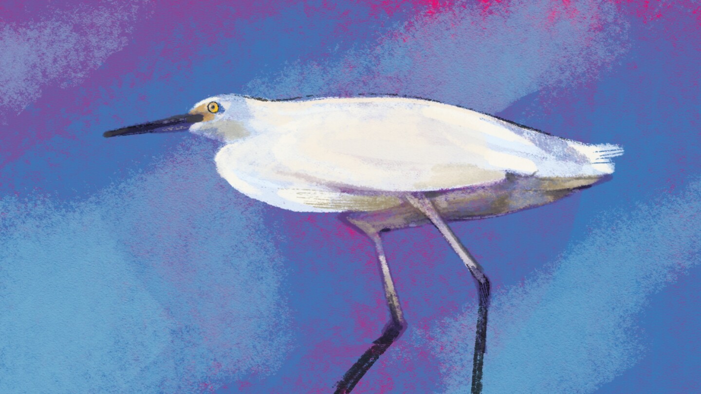 An illustration of a white bird found on the seashore