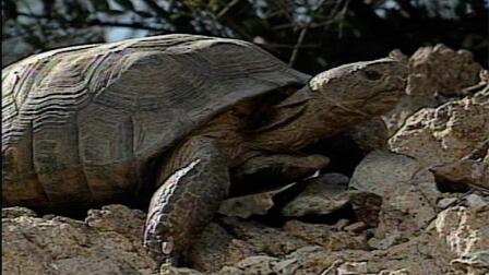 Science and the Sonoran Desert