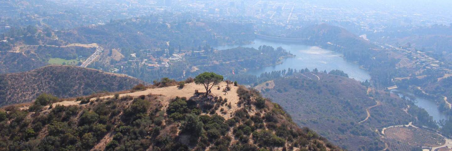 A view of the Wisdom Tree in Griffith Park from a helicopter October 13, 2019 | Mark Rowlands