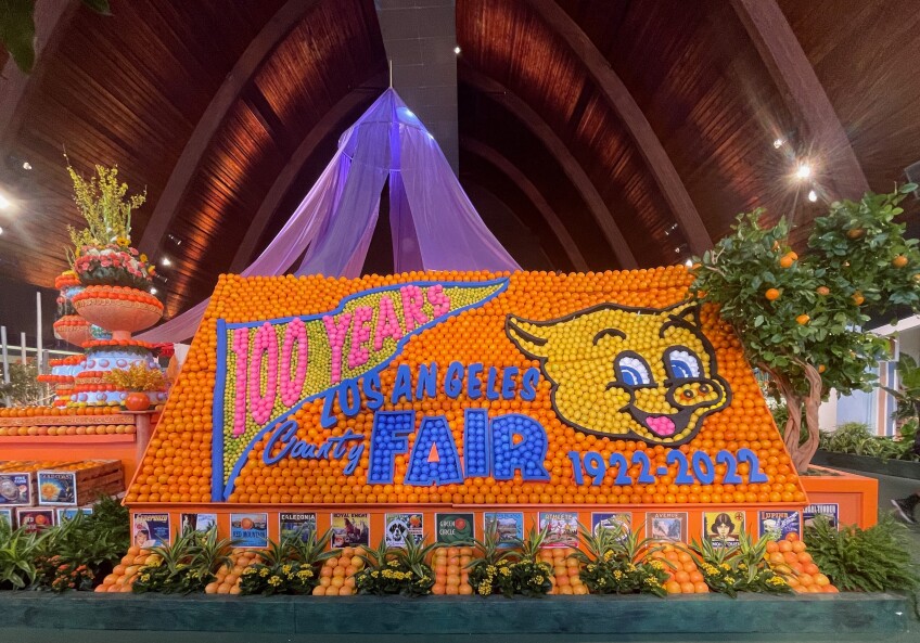 Oranges are displayed in an exhibit, arranged to form a mosaic made entirely of oranges. Some of the oranges are painted blue and form the words, "Los Angeles County Fair 1922-2022." Other oranges are painted pink and yellow to form a flag that reads, "100 Years." Other oranges are a natural yellow color and are arranged to form the face of a pig mascot.