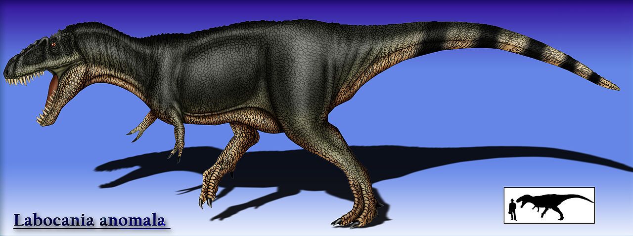 labocania_anomala.jpg