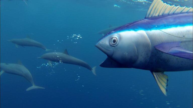 Spinner Dolphins Captured by 'Spy Tuna'