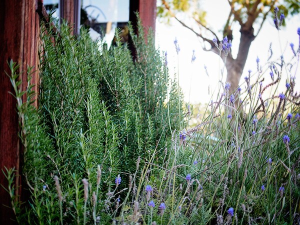Drought-tolerant rosemary and lavender | Photo by Linda Ly