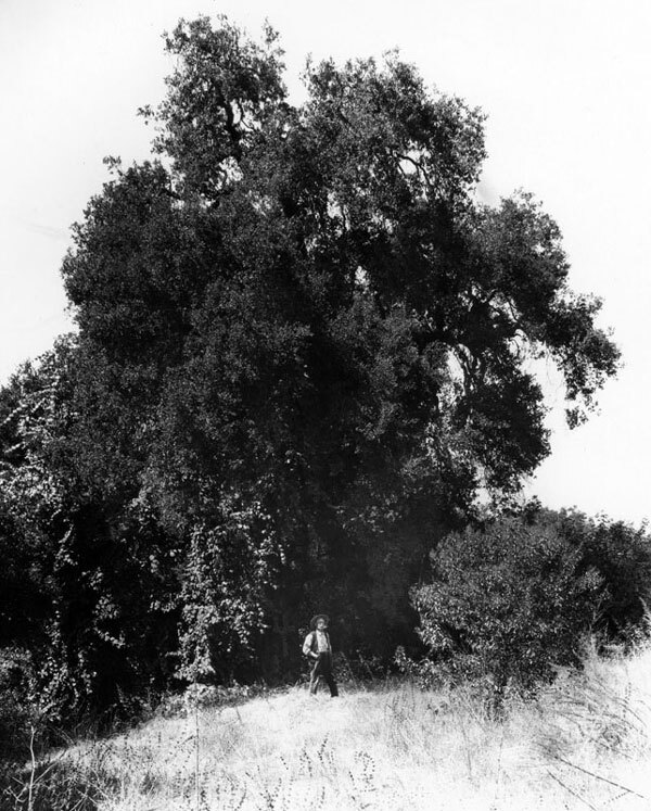 According to local legend, the Portola expedition held California's first-ever Easter services under the shade of this tree, South Pasadena's Cathedral Oak, in 1770. Courtesy of the Photo Collection, Los Angeles Public Library.