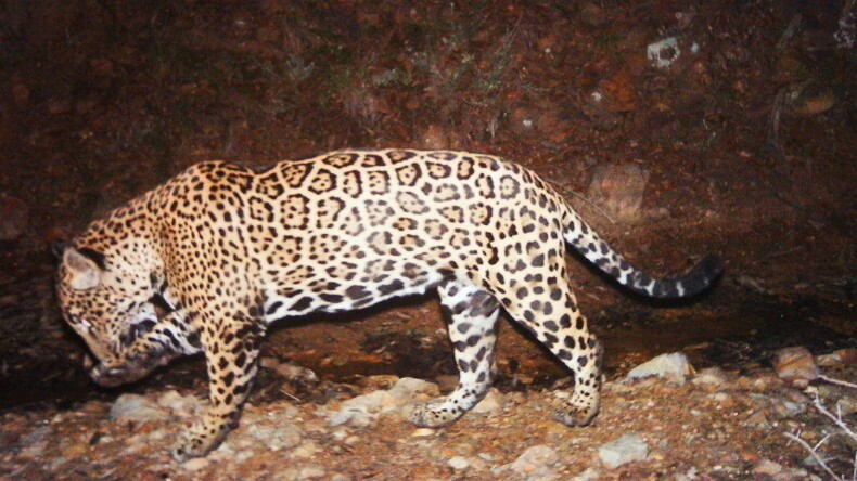 El Jefe in the Santa Ritas | Photo: USFWS
