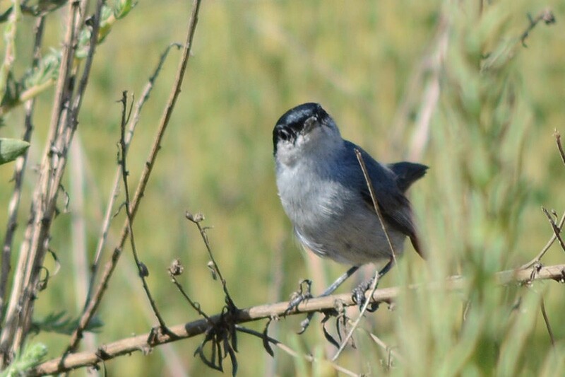 gnatcatcher-9-20-16.jpg