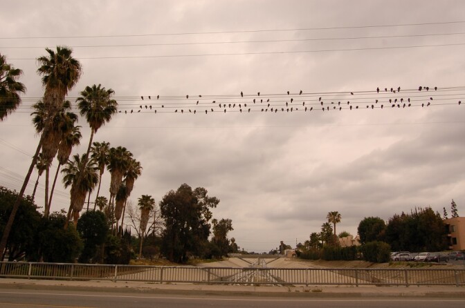 Birds on a Wire Above LA River