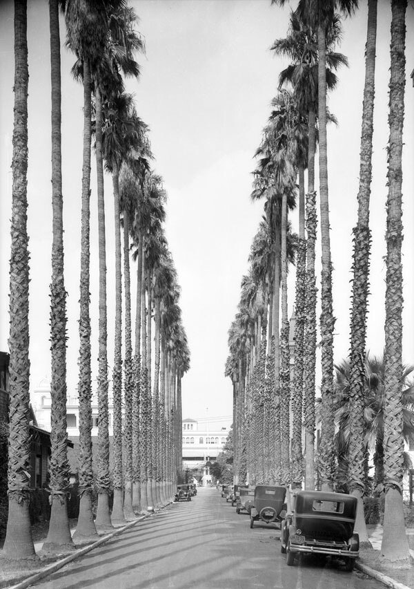 palm_drive_los_angeles_1930.jpg