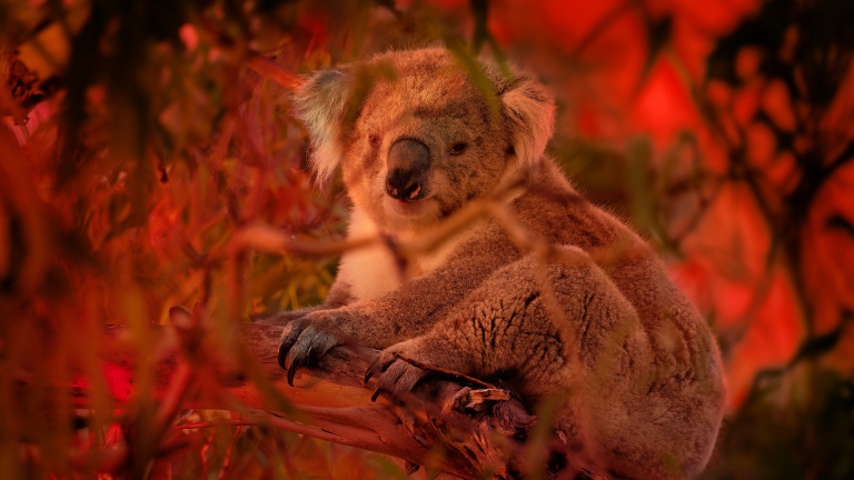 Preview of Australian Bushfire Rescue