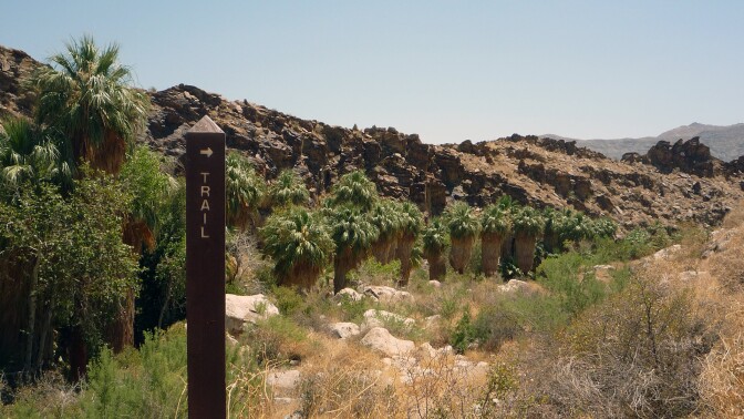 Palm trees in Palm Canyon