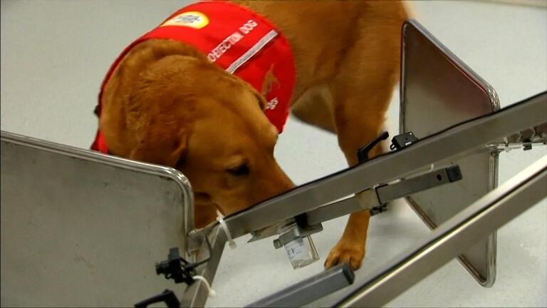 This Device Smells Diseases by Imitating a Dog's Nose
