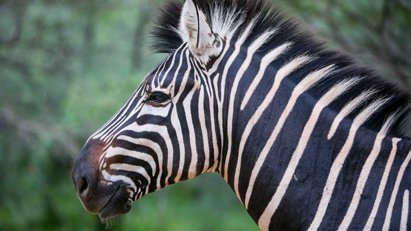 Zebra in South Africa's Kruger National Park.