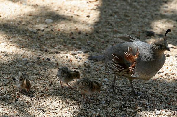 baby-quail-5-17-13-thumb-600x398-51243