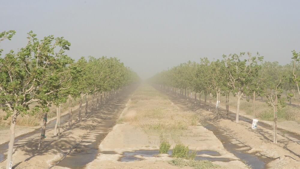 Orchard with bad air quality | Photo: David Prasad, some rights reserved