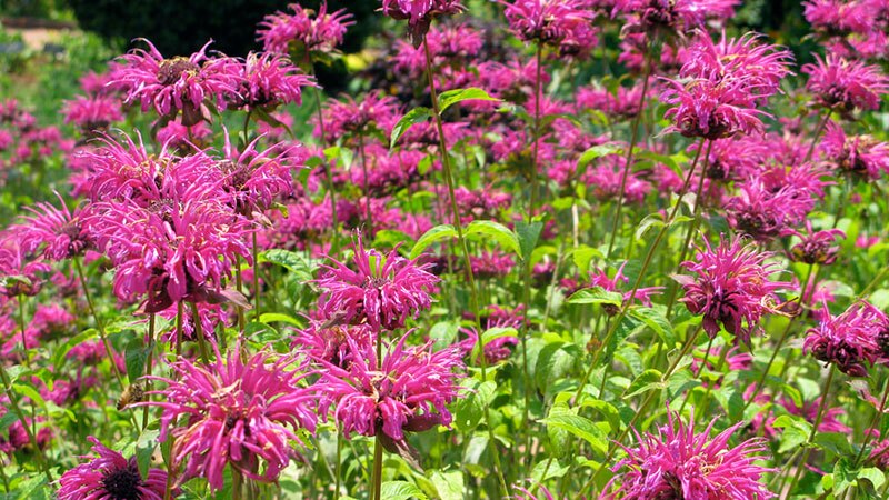 A bed of non-native Monarda in Southern California, at the Huntington Botanic Garden | Photo: Mary Molinaro, some rights reserved