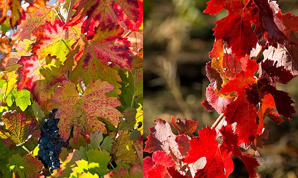 Photos taken in Napa Valley | Photos by John Poimiroo