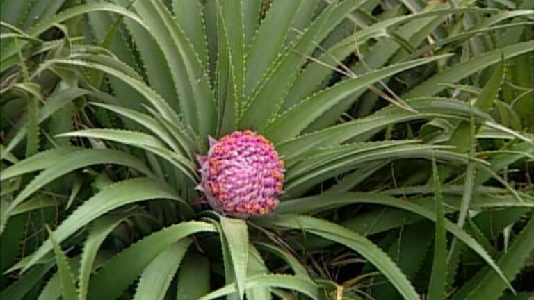 Visiting with Huell Howser: Coastal Cactus Garden