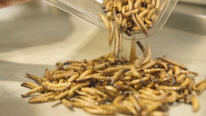 Don Bugito's Toasted Mealworms | Yubo Wang