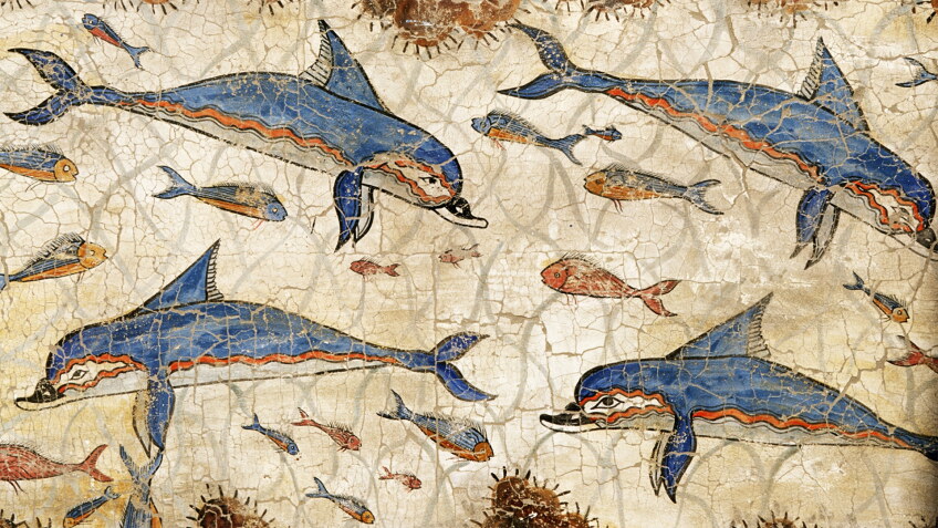 dolphin