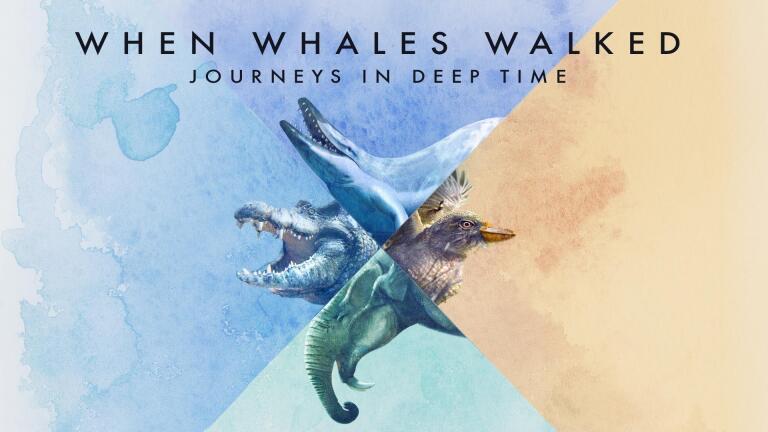 When Whales Walked: Journeys in Deep Time Intro