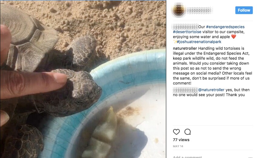 Instagram user documents feeding a desert tortoise | Still from video: via Instagram