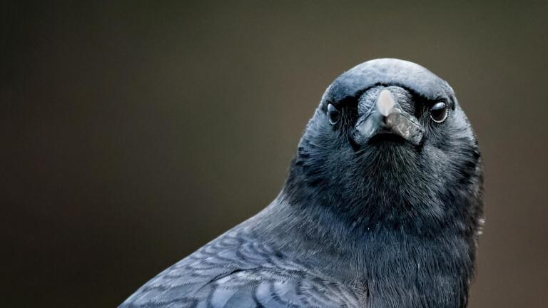 Bird Brain Preview