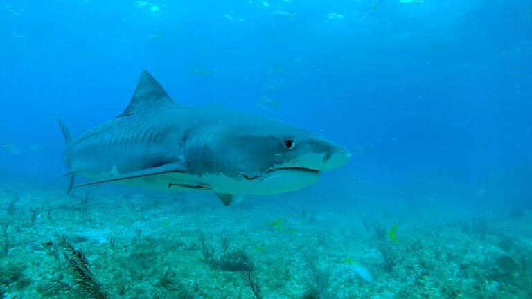 Sharks Are Showing Up Earlier—and Staying Longer