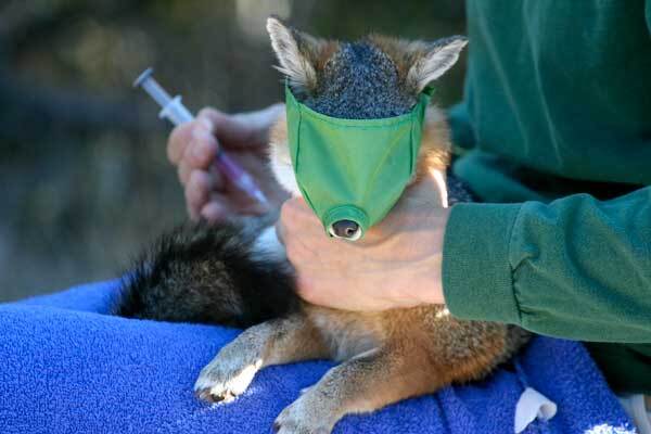 vaccination-thumb-600x400-63134