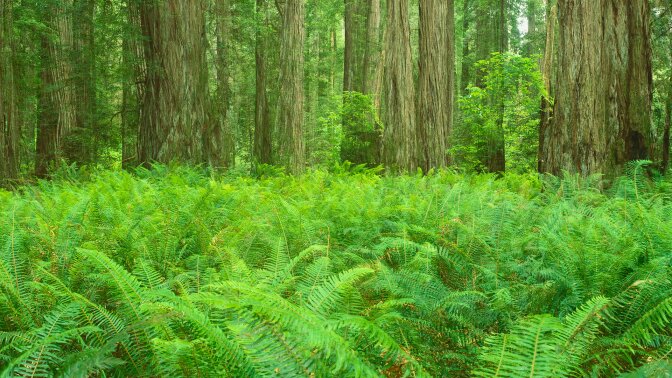 jedediah smith redwoods state park