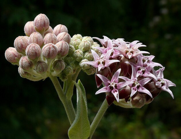 asclepias-speciosa