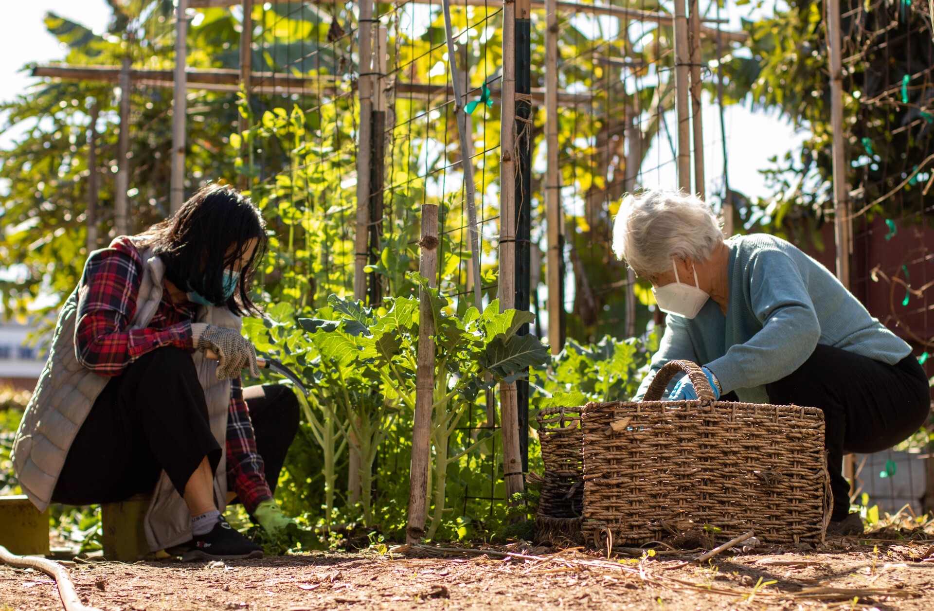 Two elder women squat close to the ground to harvest broccoli growing out of the earth. They're facing one another as they work on opposite sides of the same row. Next to one woman is a woven basket where they are gathering the harvested broccoli.