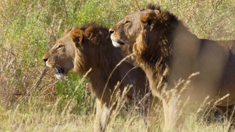 Intruding Male Lions Threaten the Xudum Pride Cubs